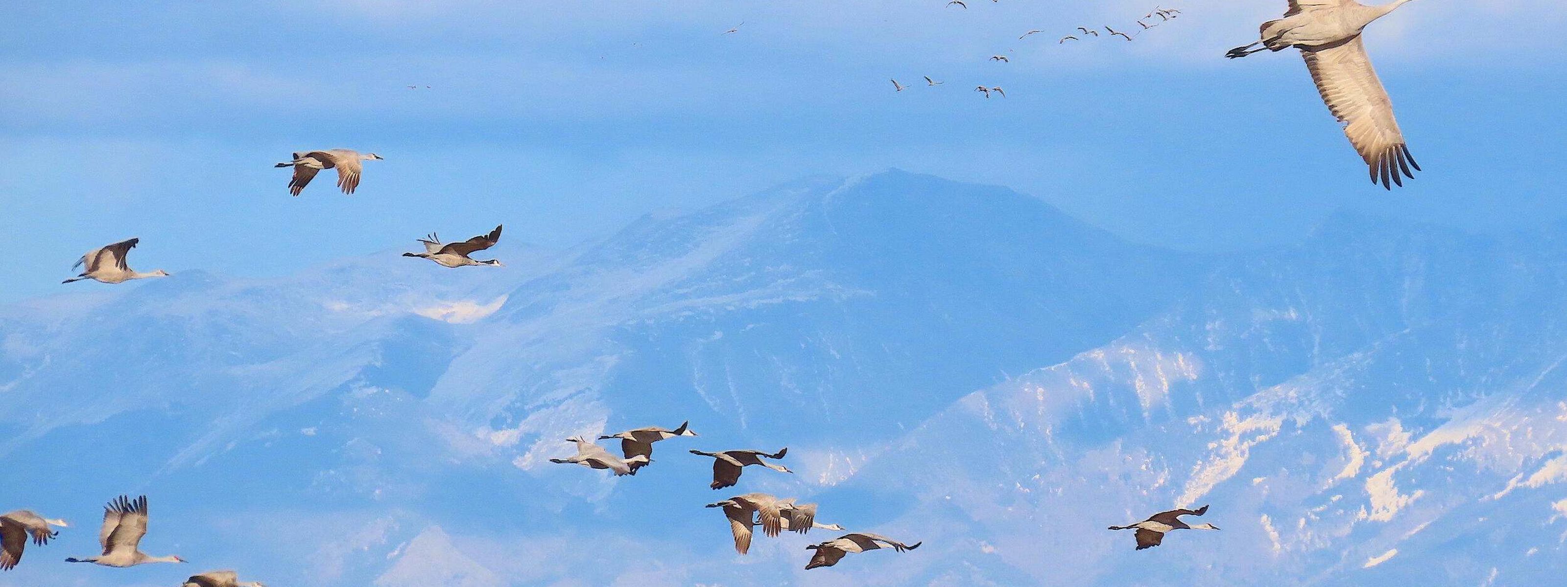 Sandhill cranes flying in the sky with blue snowcapped mountains in the background.