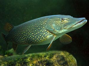 A northern pike underwater, swimming over a mossy rock.