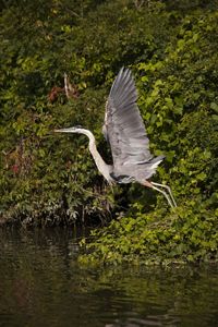 Bird flies over lake. 