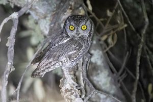 A small owl with grey and white feathers and large glowing yellow eyes.