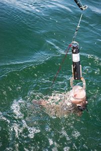 Fish being lowered into the water with a fish descending device.