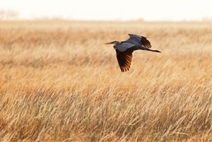 A brown and grey bird soars over brown prairie grass.