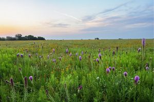 A green field dotted with yellow and purple flower blooms.