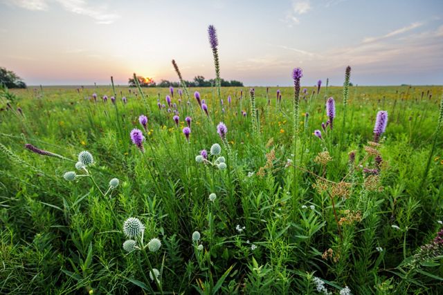 Wildflowers grow in a prairie and are backlit by a setting sun.