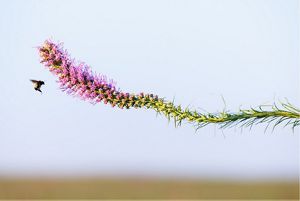 A bee flies towards a long, fuzzy purple plant.