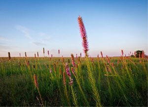 Tall, fuzzy purple flowers grow high above green grass.