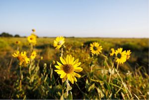 A field of yellow flowers.