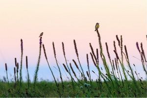 Two birds sit atop tall purple flowers.