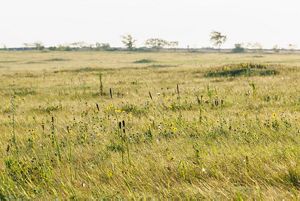 Green grass dotted with yellow and purple flowers.