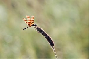 A brown and white dragonfly sits atop a browning flower.