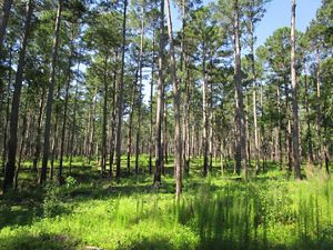 Shortleaf pine forest in Arkansas.