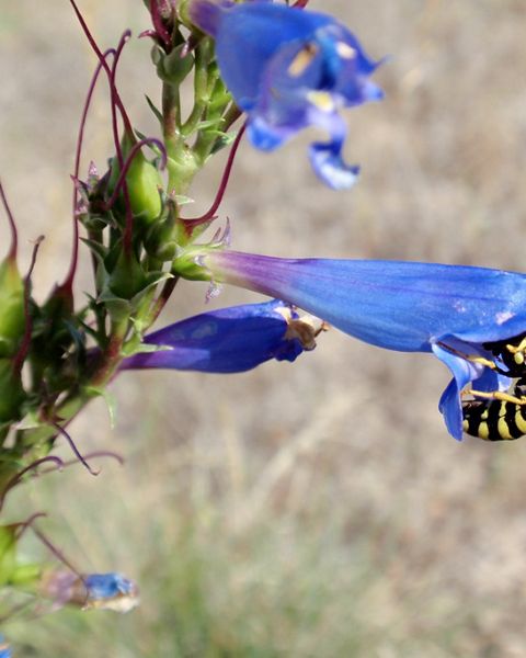 Showy penstemon, a native wildflower in Nevada
