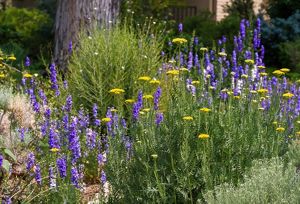 Flowering Golden Yarrow and Purple lackspur. 