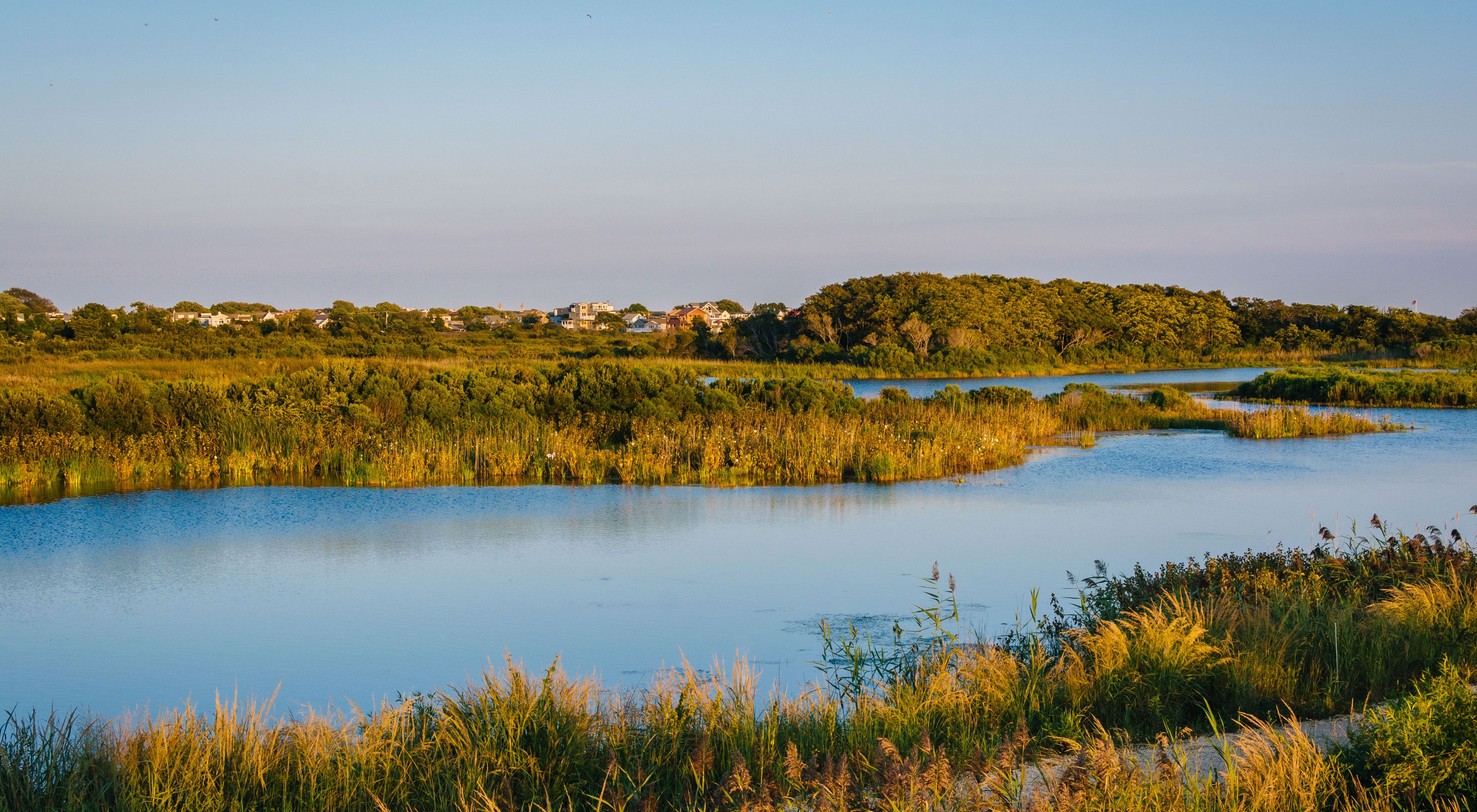 A freshwater pond is surrounded by tall wetland grasses. Overhead the moon is on display. 