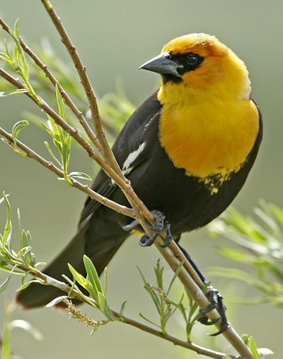 A black bird with a yellow head perches on twigs with leaves.