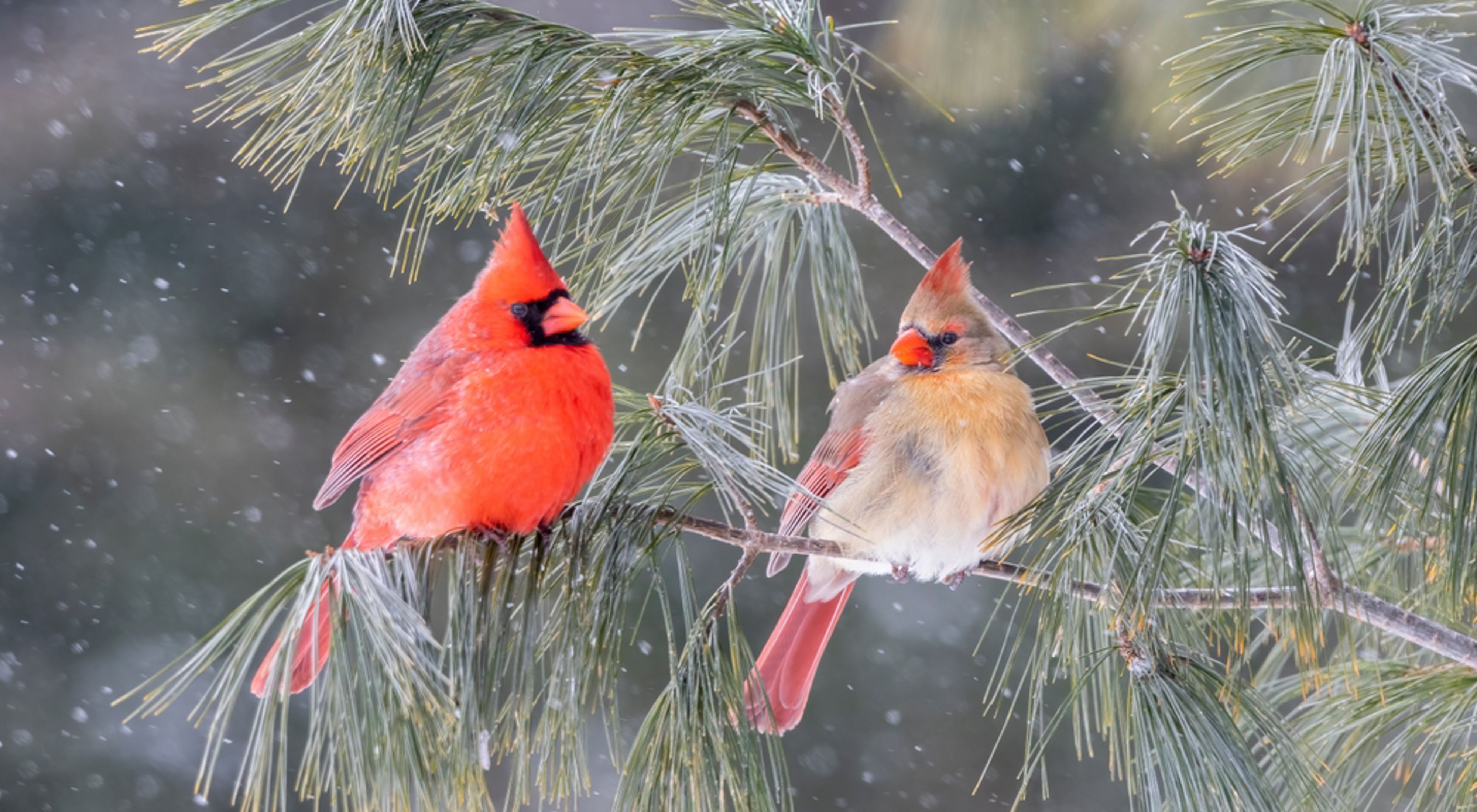 A male and female cardinal perch together on a snow-covered pine branch.