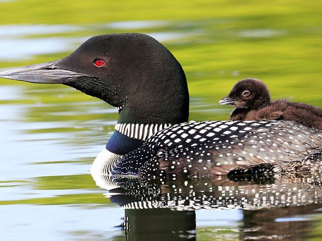 Common Loon and chick in a pond. 