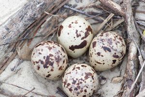 Four least tern eggs in a nest on the beach.