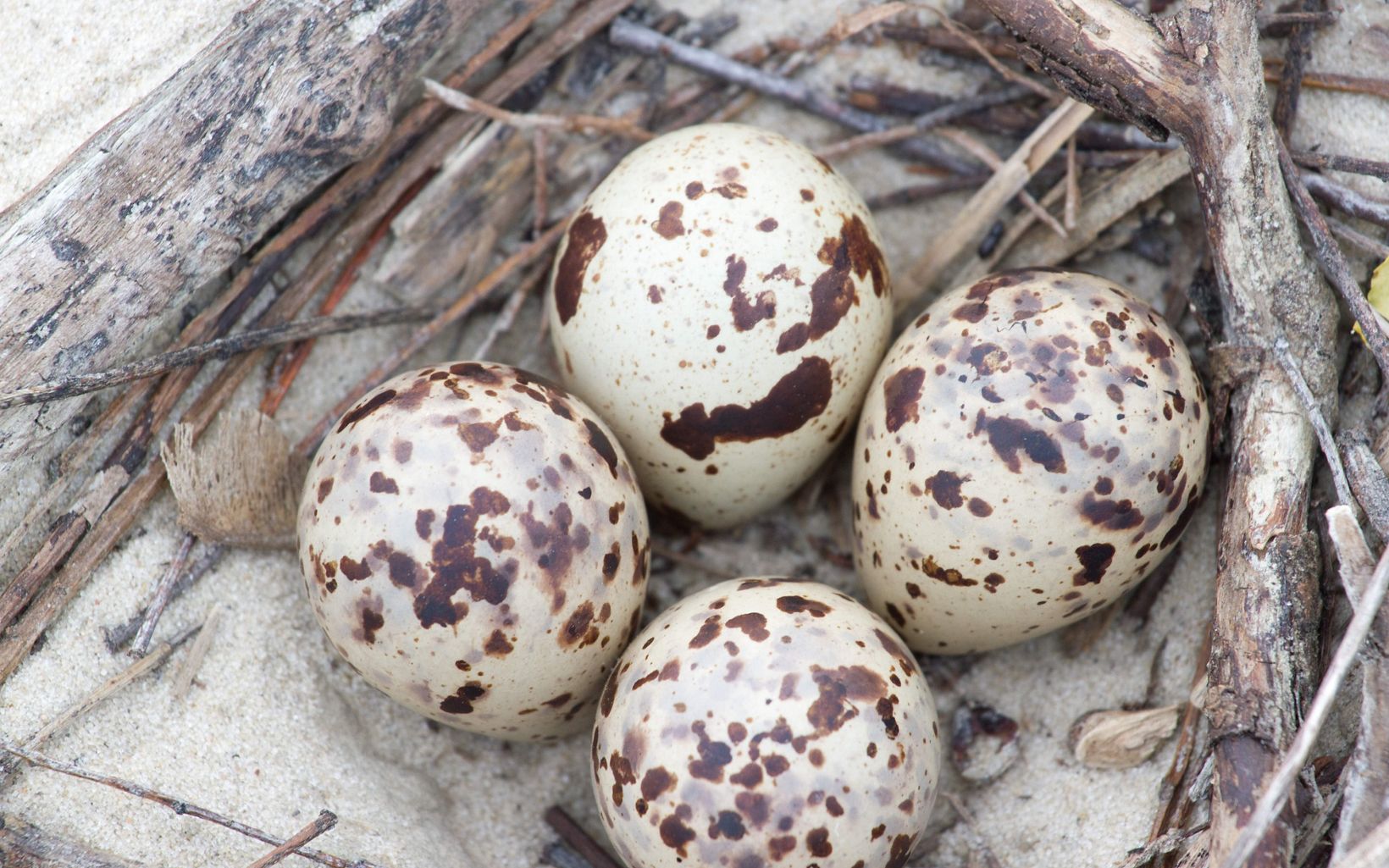 Beach-nesting birds like piping plovers and least terns build nests, called scrapes, in depressions in the sand. 