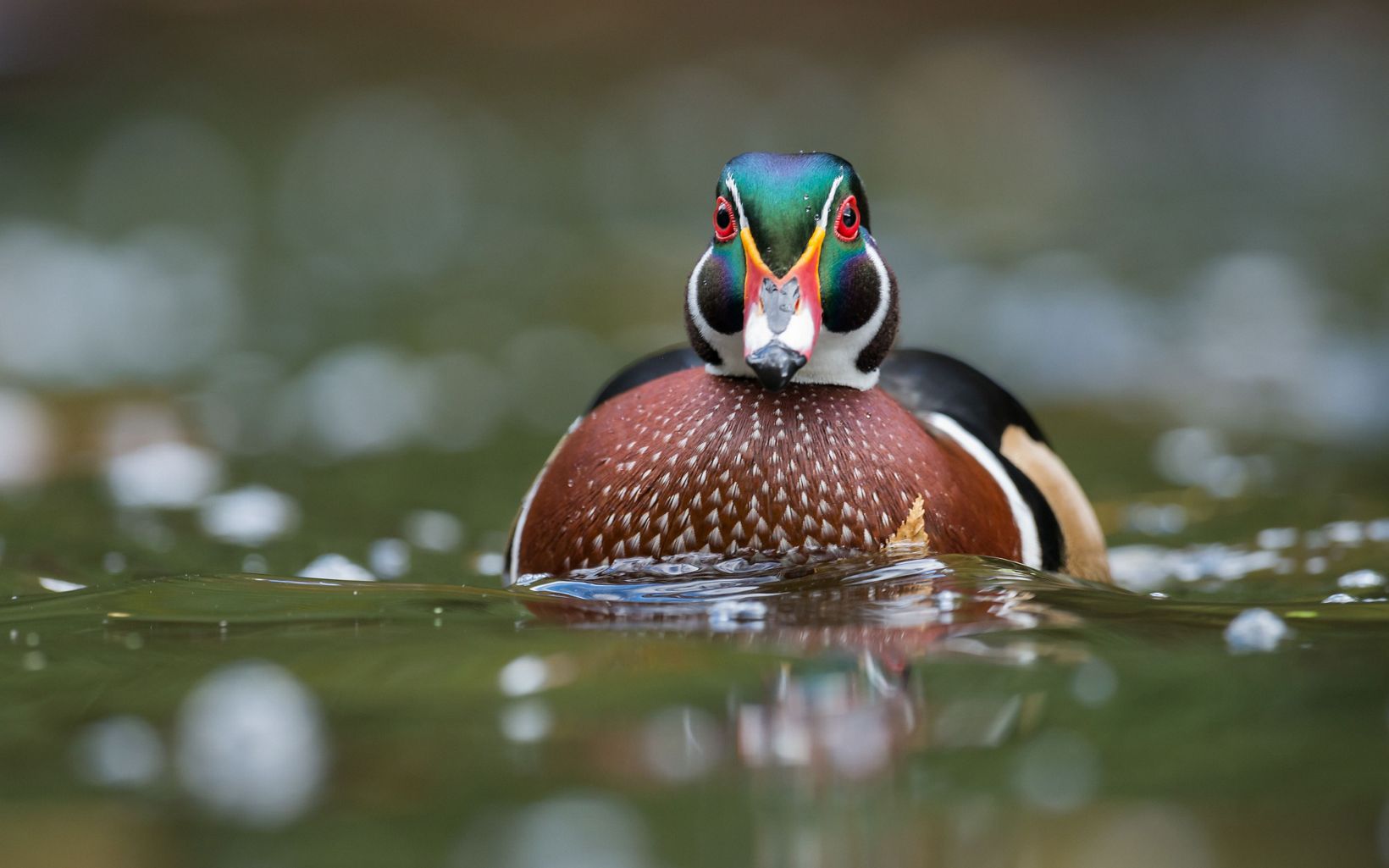 A colorful duck swims towards the camera. .