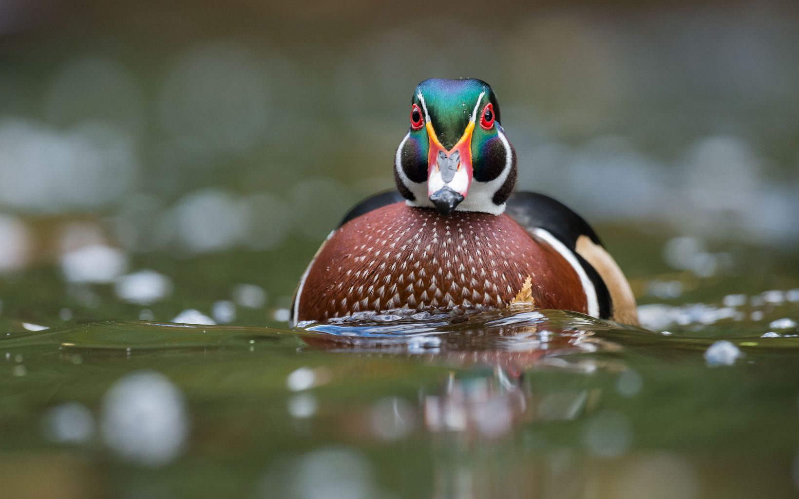 A male wood duck is floating on a pond. 