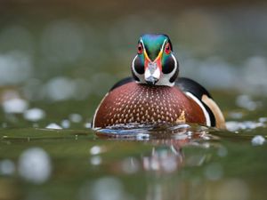 A wood duck floating on water.