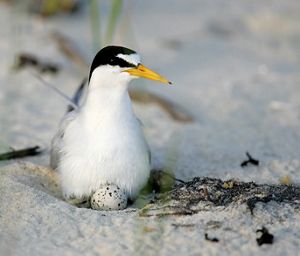 Least tern bird sitting on a nest.