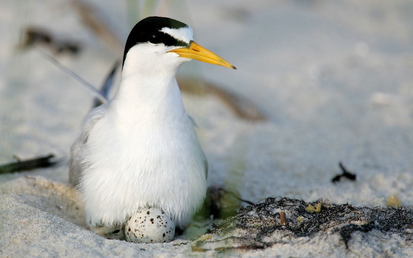 The smallest of American terns, the Least Tern is found nesting on sandy beaches along the southern coasts of the United States.