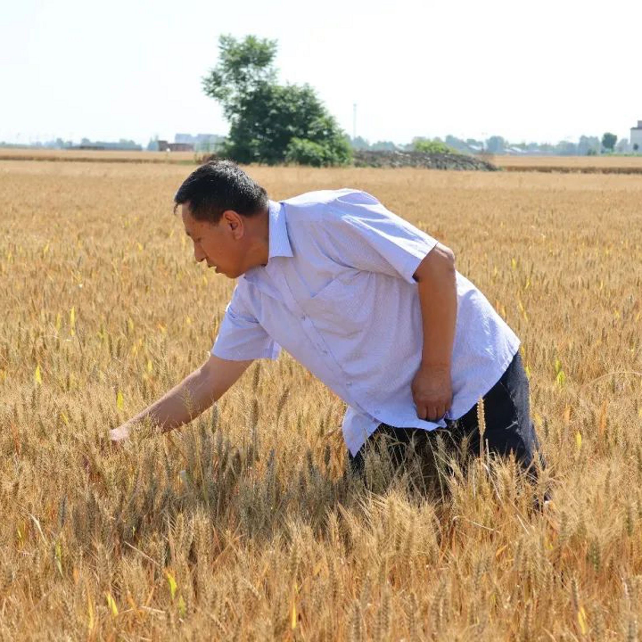 a man bends over to grab wheat in his field