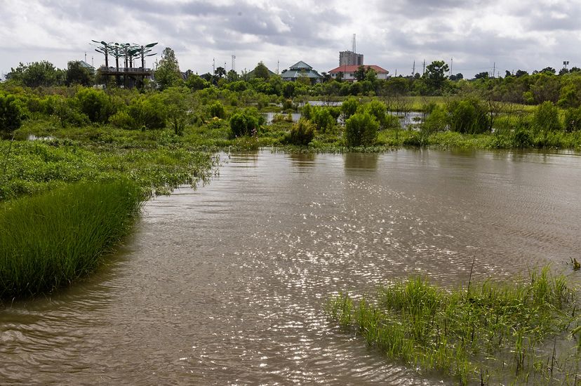A view of sparkling water and lush vegetation in the Bucktown Marsh. In the background, the elevated platform of the Bird's Nest Learning Pavillion is visible.