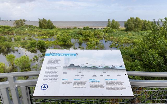 In the foreground, an informative placard describes what a living shoreline is. In the background, the restored marsh is a verdent patchwork of greenery and sheltered waters.