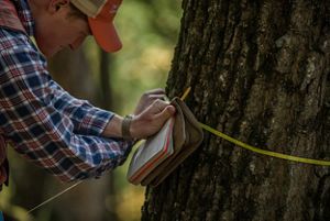 a person measuring the circumference of a tree trunk.
