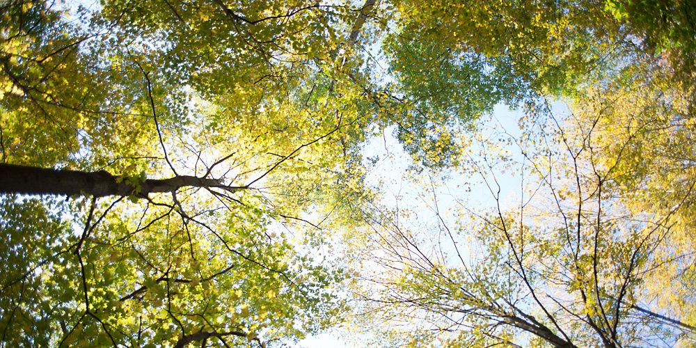 looking up through trees