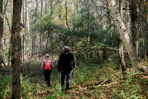 two people walking through a forest.