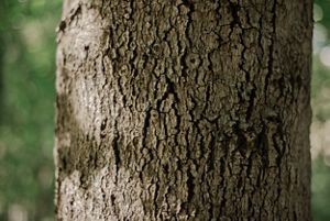a close up of bark on a tree.