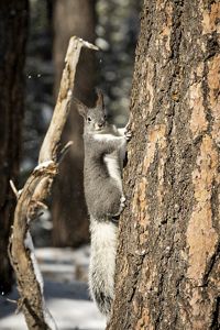 A squirrel hanging onto a tree.