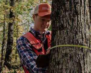 Jack Lampman measures a tree with a measuring tape.
