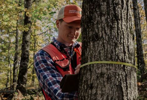 Jack Lampman measures a tree with a measuring tape.
