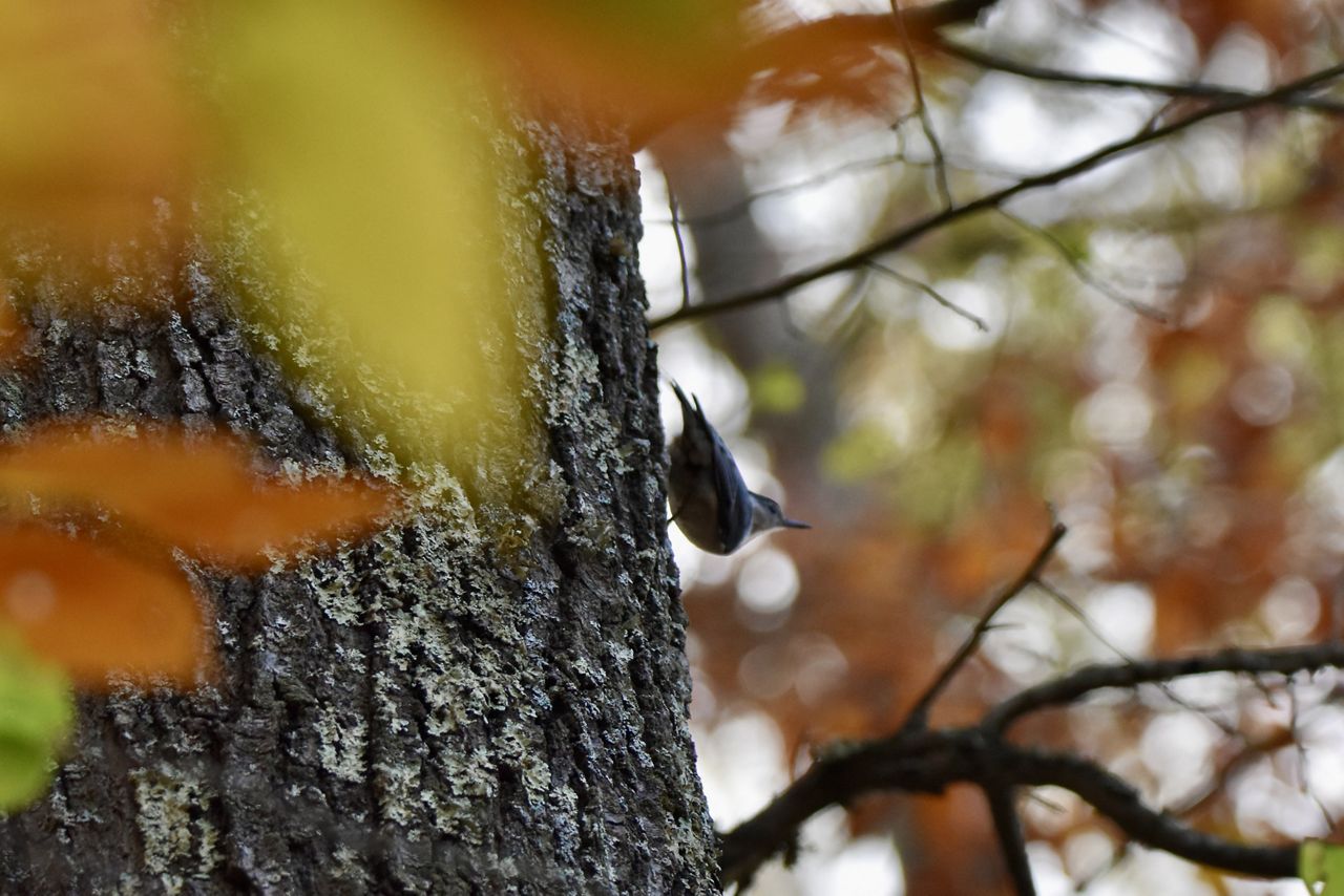 Volunteer in Maryland/DC | The Nature Conservancy