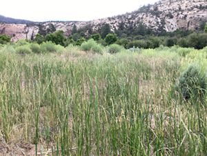 Tall green grasses grow in a flat valley ringed by sandstone cliffs.