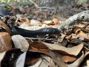 Florida Eastern Indigo Snakes | The Nature Conservancy