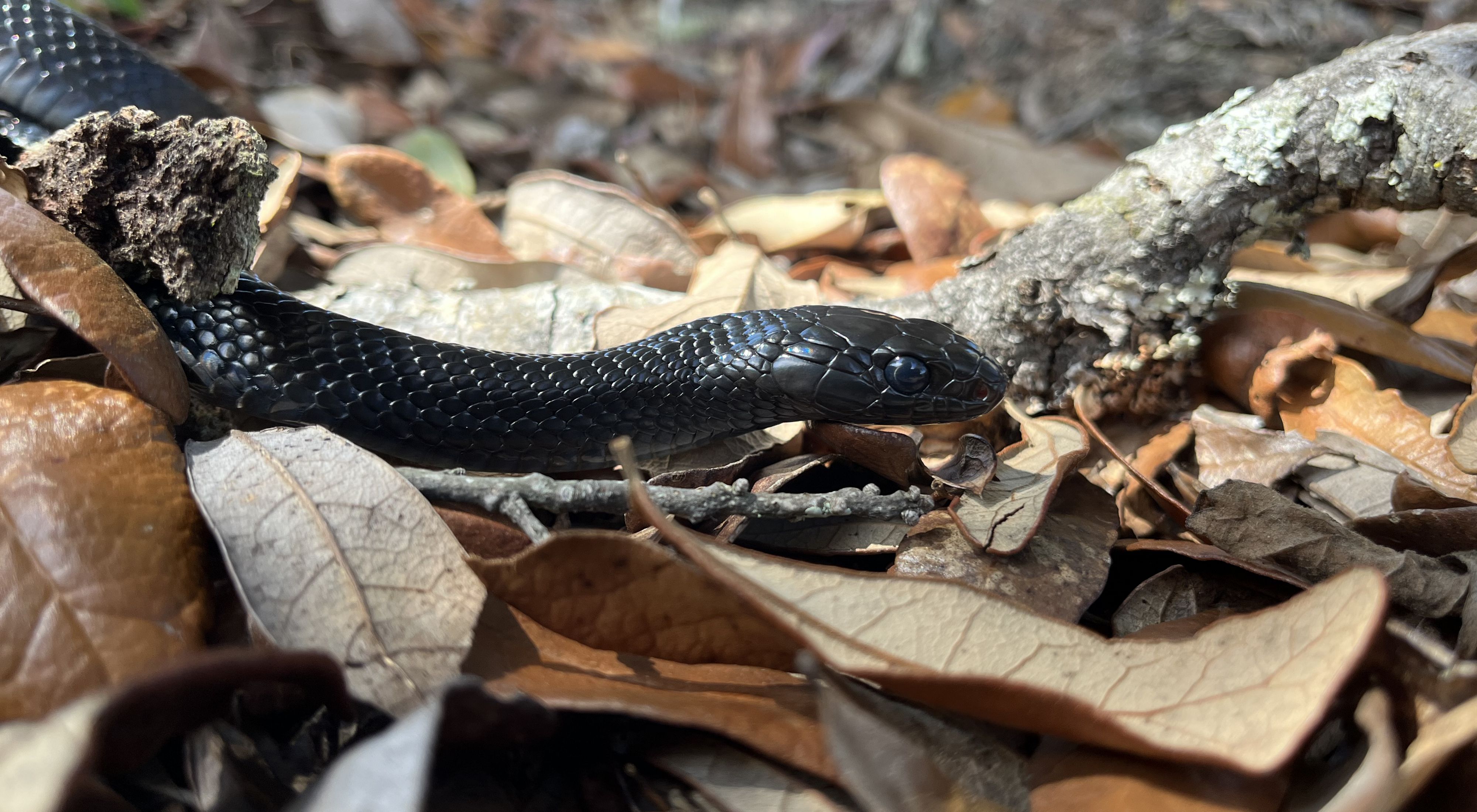 Closeup of a shiny black snake slithering across dried leaves.