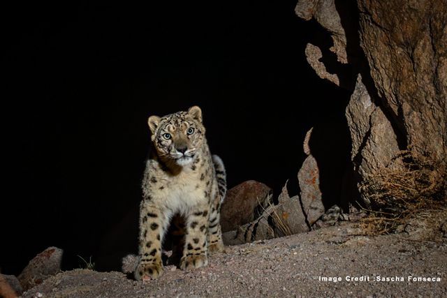 A snow leopard is recorded on a camera trap.