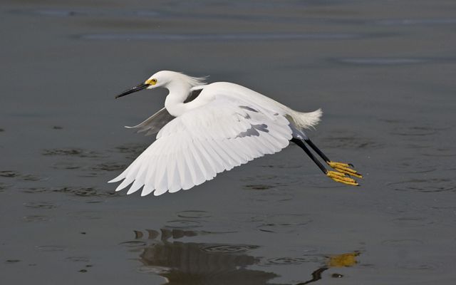 Snowy egret.
