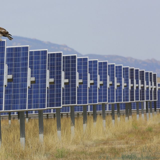 A line of blue solar panels in a field during daylight with a raptor upon one of them.