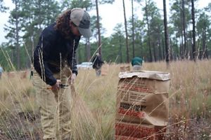 Volunteer cutting wiregrass.