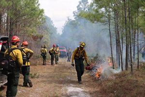 Fire crew starting a controlled burn at a longleaf pine forest.