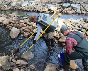 TNC staff members are electrofishing.