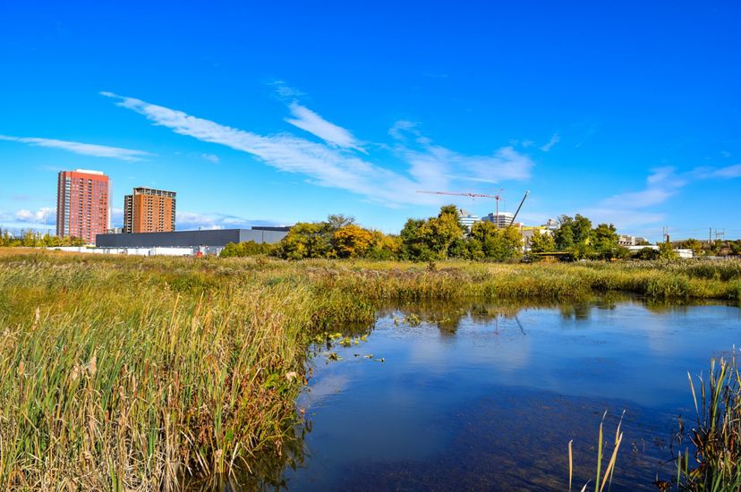 A body of water sits to the right of the frame surrounded by tall green and brown grasses. In the distance there is a city skyline and a bright blue sky outstretched.