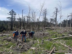 Three TNC staff members are standing in a field filled with dead and broken trees that blew down during the storm.